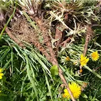 Осенние корневищные растения