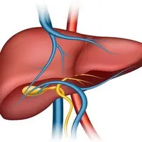 Печень. Детоксикация. Методические рекомендации