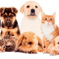 Продвинутое лечение животных