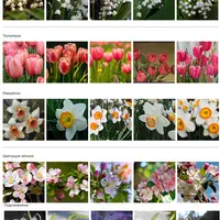 Экспресс-курс Весенние цветы