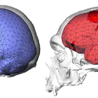 Введение, мозговой череп