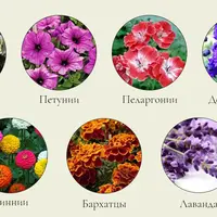 Выращивание цветочной рассады