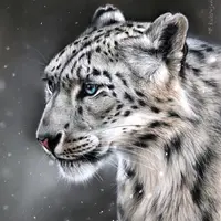 Снежный барс