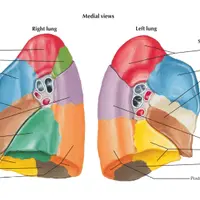 19 техник висцеральной терапии ворот лёгких