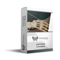 Анатомия суставов