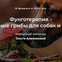 Фунготерапия - целебные грибы для собак и кошек
