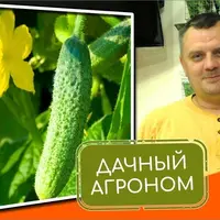 Огуречный курс