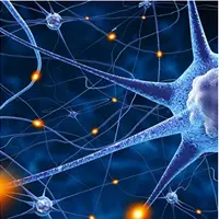 Травы для поддержания нейропластичности мозга