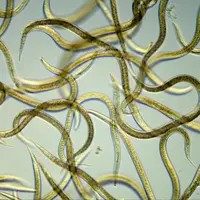 Удаление паразитов