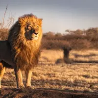 Менталитет льва