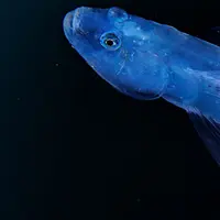 Тайны монстров из морских глубин