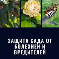 Защита сада от болезней и вредителей