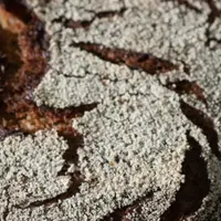 Ржаные хлеба на закваске