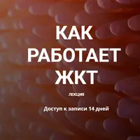 Как работает ЖКТ
