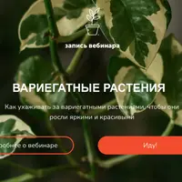 Вариегатные растения