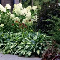 Готовые схемы композиций с гортензиями, спиреями, дереном и пузыреплодником