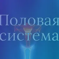 Модуль 7. Половая система