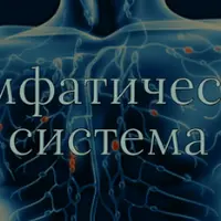 Сердечно-сосудистая и лимфатическая система
