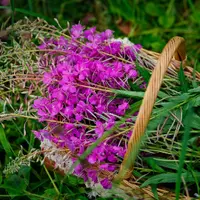 Ферментация чайных трав