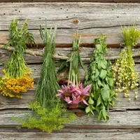 Сбор и заготовка растений - поговорим об ошибках