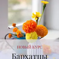 Бархатцы