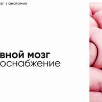 Кровоснабжение головного мозга. Виллизиев круг