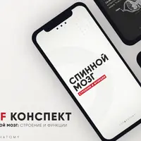 Спинной мозг: строение и функции