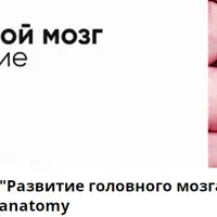 Развитие головного мозга. Мозговые пузыри