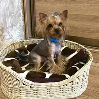 Лежанка для животных из бумажной лозы