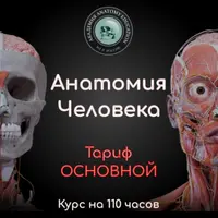 Анатомия человека
