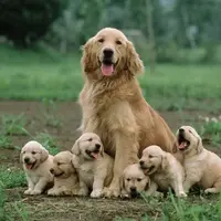 Поведение, связанное с размножением и ранний онтогенез