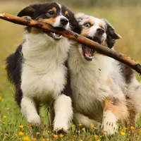 Последующие периоды онтогенеза поведения собак