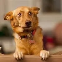 Аномалии поведения и их причины