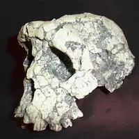 Австралопитеки и их предки: достающее звено, двуногие обезьяны