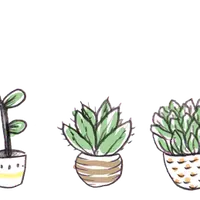 Succulist: список продавцов суккулентов