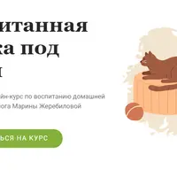 Воспитанная кошка под ключ