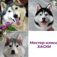 Брошь Хаски