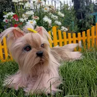 Йоркширский терьер Боня