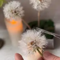 Пушистые одуванчики