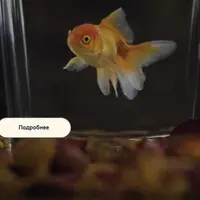 Коробка желаний