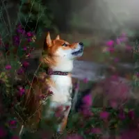 Фотограф и собака