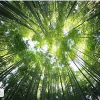 Многогранное язычество. Язычество кельтов и друидов