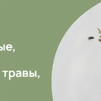 Фитотерапия: антибактериальные, антивирусные, антиоксидантные травы, грибы