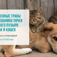 Лекарственные травы при заболеваниях почек и мочевого пузыря у собак и кошек