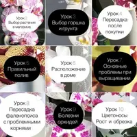 Орхидея дома