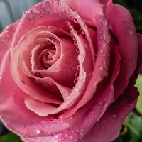 Живые цветы. Фотореализм