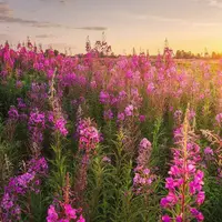 Иван-чай не только в чай