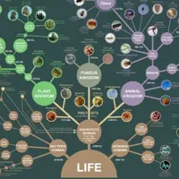 На кого работает эволюция? Эгоистичные гены и многоуровневый отбор