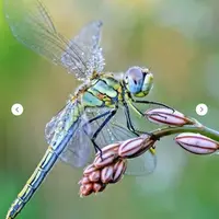 Роспись по ткани. Ноябрьский выпуск подписки Стрекоза