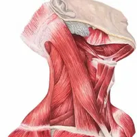 Изотоническая гимнастика. Здоровая шея